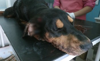 Activistas exigen juicio por biocidio para Daniel R. A. que atacó a machetazos al can 