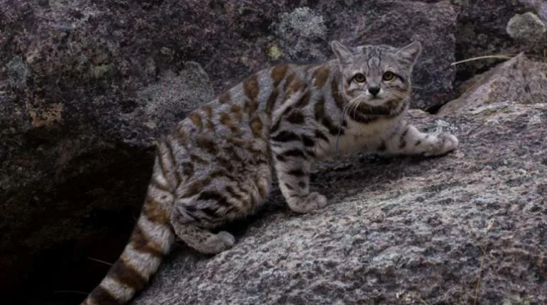 Imagen referencial del gato andino.