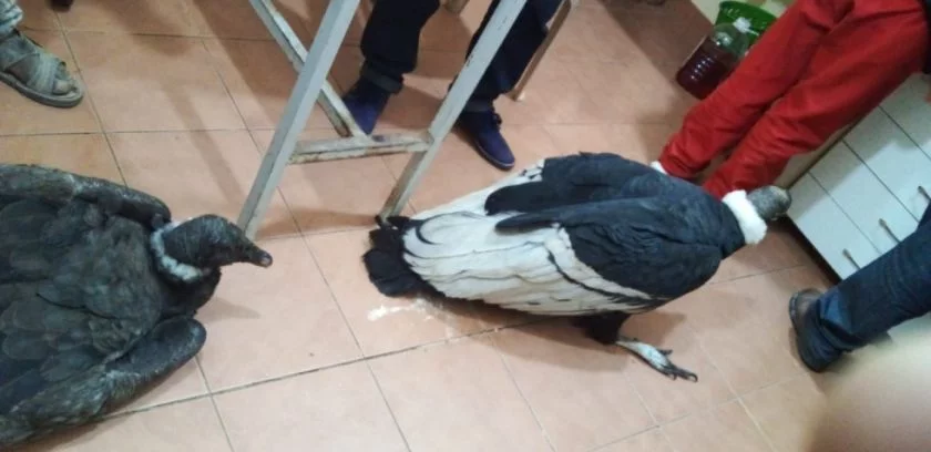 Cóndores envenenados se recuperaron y volvieron a volar en Sucre