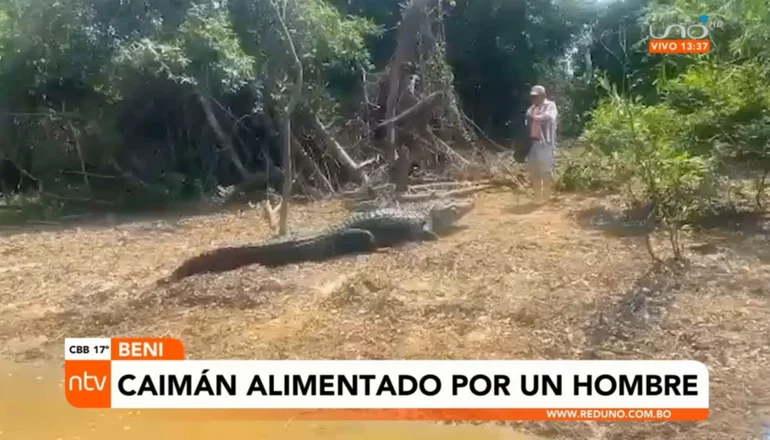 Notivisión visitó al caimán negro que impresionó las redes