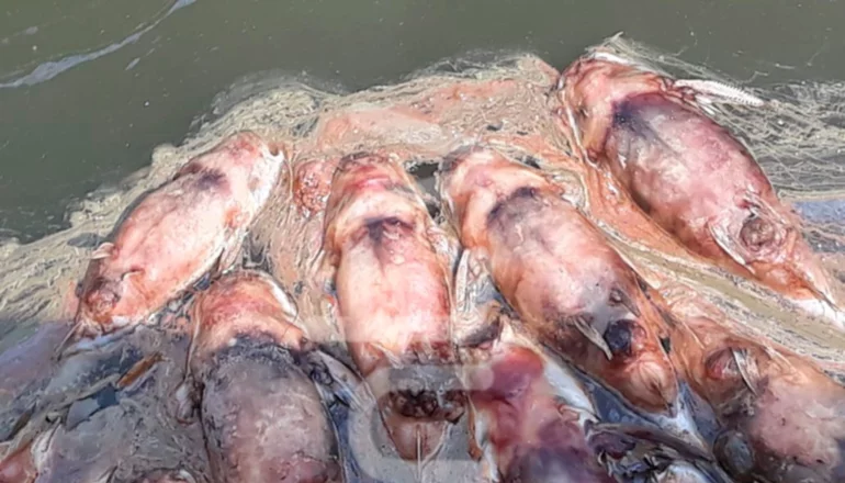 Investigan causas de mortandad de peces en el río Piraí