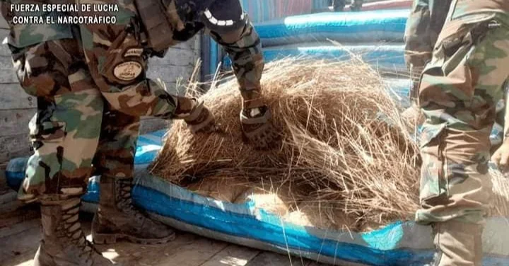 La confirmación de que se trataba de marihuana se obtuvo a través de una prueba de campo. Foto: Felcn