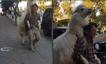 Hombre lleva una llamita en su espalda y se vuelve viral 