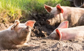 En Italia, sacrifican decenas de miles de cerdos para contener la peste porcina africana