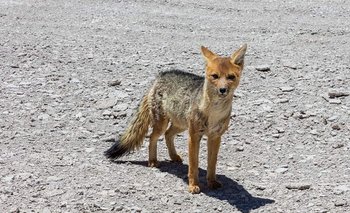 Un zorro silvestre murió con rabia, investigan si contagió a otros animales