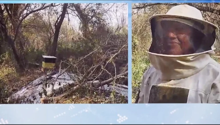 Apicultores de Pailón en emergencia por causa de los incendios. FOTO: Captura de pantalla.