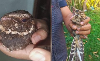 Cuyabos y Guajojós: ¿Qué hacer si los encuentra en la ciudad?