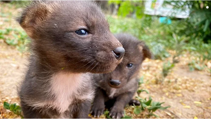 Equipo de Rescate del Programa de Conservación de la Biodiversidad de la Gobernación Salvaguarda a tres cachorros de zorros patas negras de un incendio en La Guardia. FOTO: Gobernación de Santa Cruz.