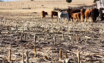 Alarmante sequía en Bolivia: Potosí declara estado de emergencia por escasez de agua