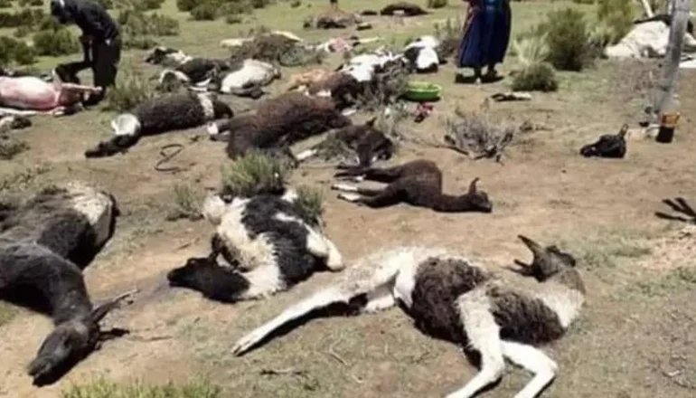 Llamas sin vida y otras agonizando por falta de agua en Potosí. Imagen RR.SS.