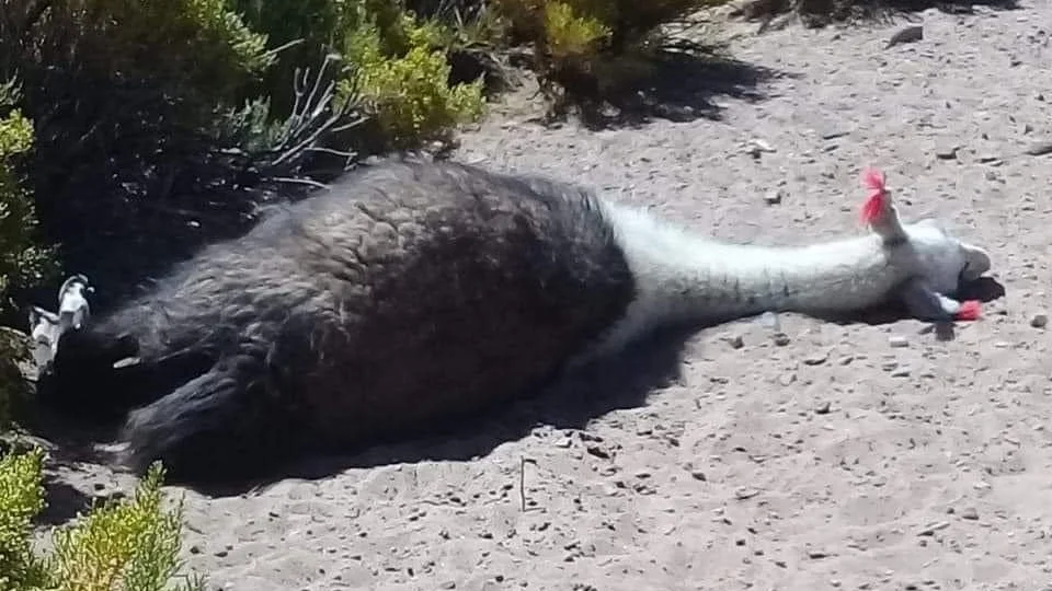 Llamas sin vida y otras agonizando por falta de agua en Potosí. Imagen RR.SS.