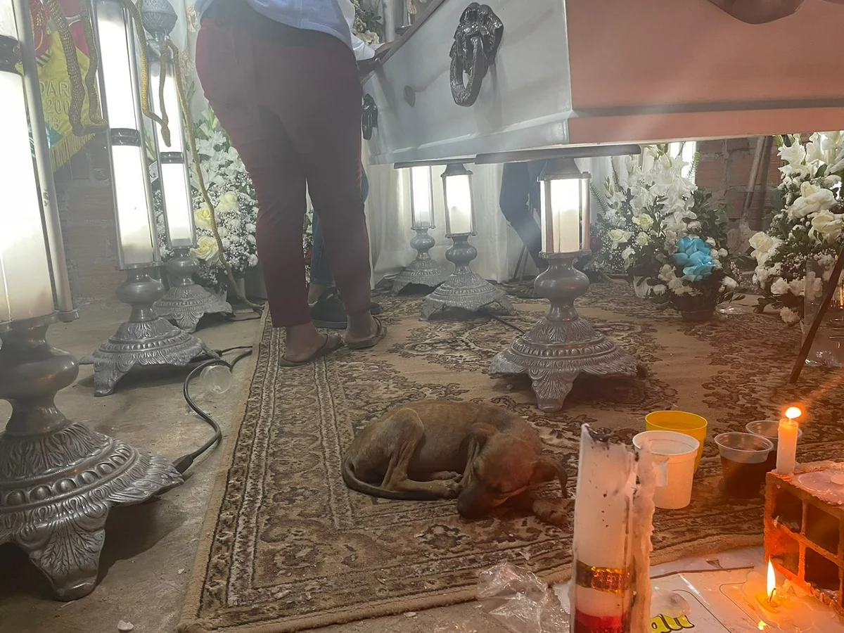 «Quién», el perrito de José, duerme junto a su ataúd y aún espera que ...