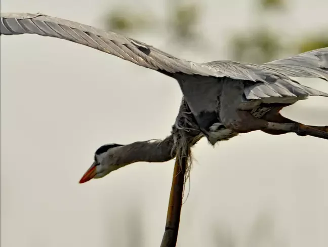Fotógrafo comparte imagenes de una anguila escapando del estómago de una garza en pleno vuelo