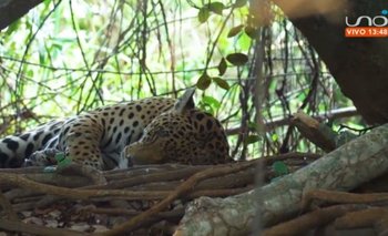 VIDEO: Creado en 1995, el Parque Nacional Madidi es considerado uno de los lugares más biodiversos del mundo