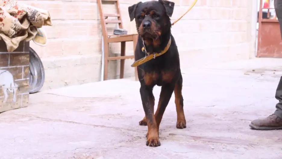 Temeroso y estresado: El rottweiler 'Walfred'´ vivía en malas condiciones y estaba enjaulado