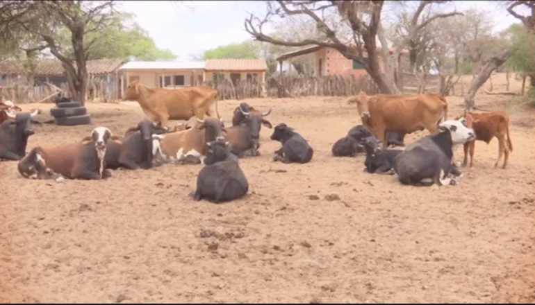 Emergencia en el sector ganadero de Santa Cruz: Sequía amenaza a 800 mil cabezas de ganado y genera pedidos urgentes de ayuda. FOTO: NTV/RED UNO.