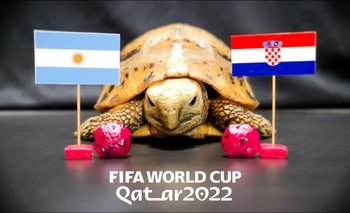 Una tortuga predijo el ganador del Mundial Qatar 2022