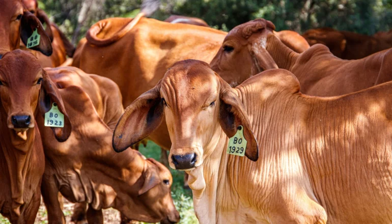 Carniceros de Santa Cruz rechaza cobro de 10 bs. Por cabeza de ganado bovino 