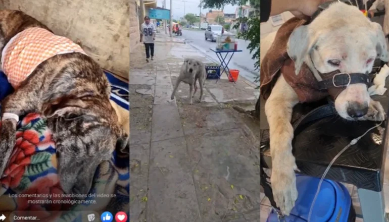 "Perros guardianes torturados": Voluntarios aseguran que son el blanco de ataques