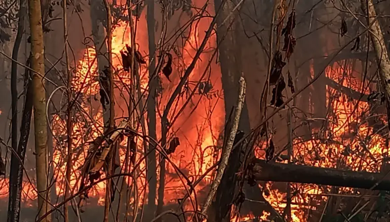 Bolivia es el tercer país con más pérdida de bosques en 2023